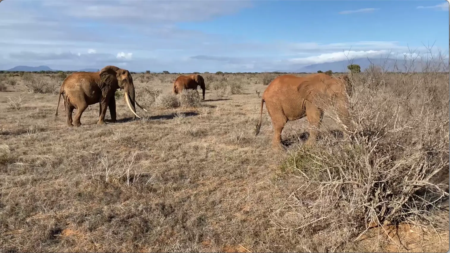 Tsavo West National Park