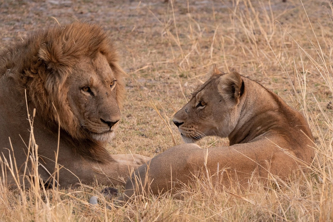 African Lion on a Kenya safari