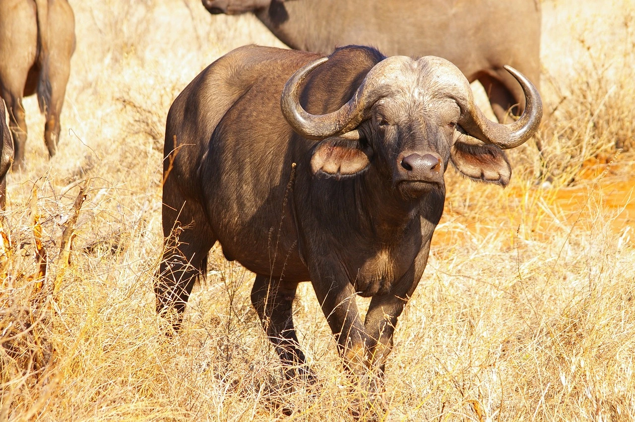 African Buffalo on a Kenya safari