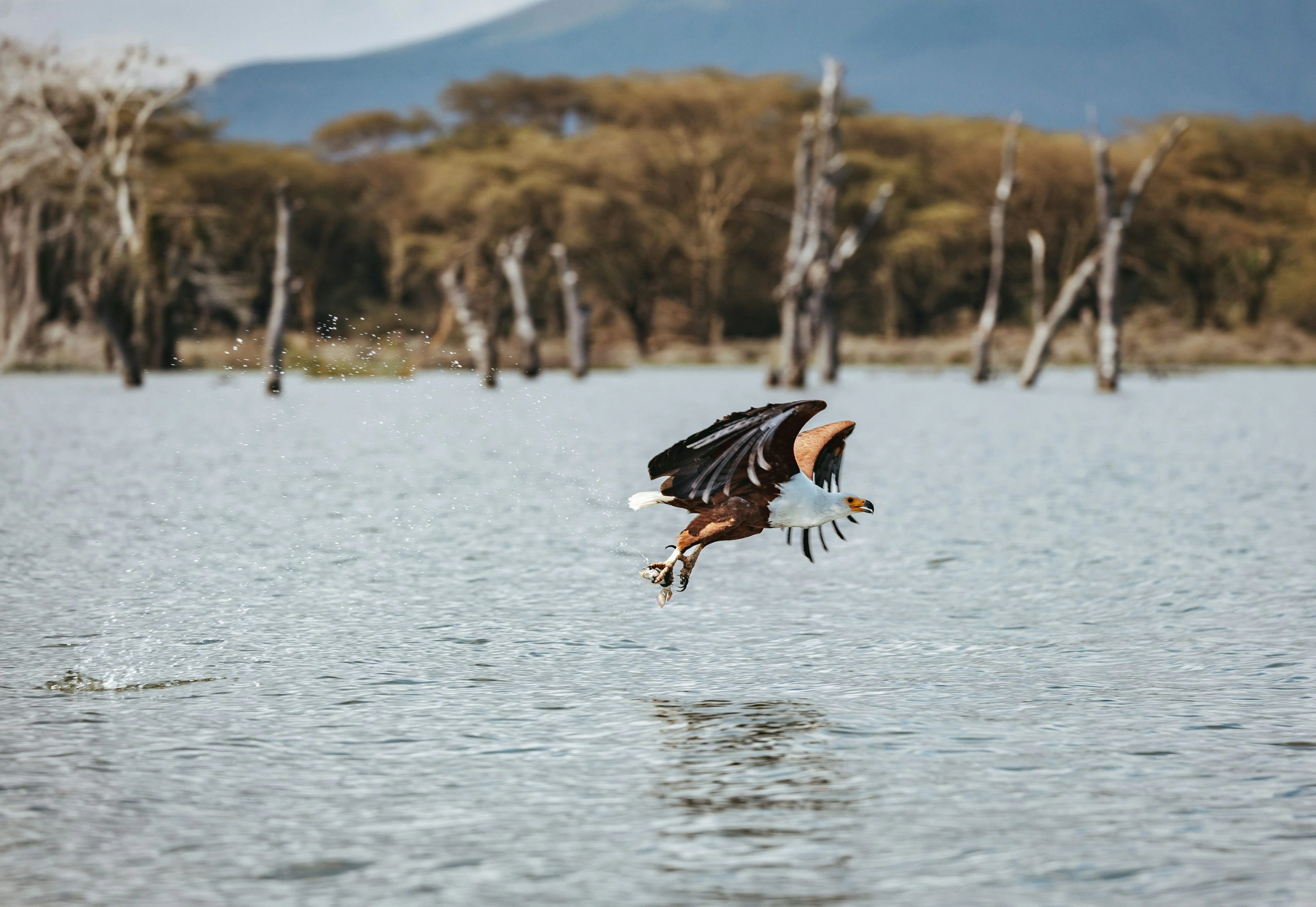 8 Day Northern Kenya and Masai Mara Family Safari