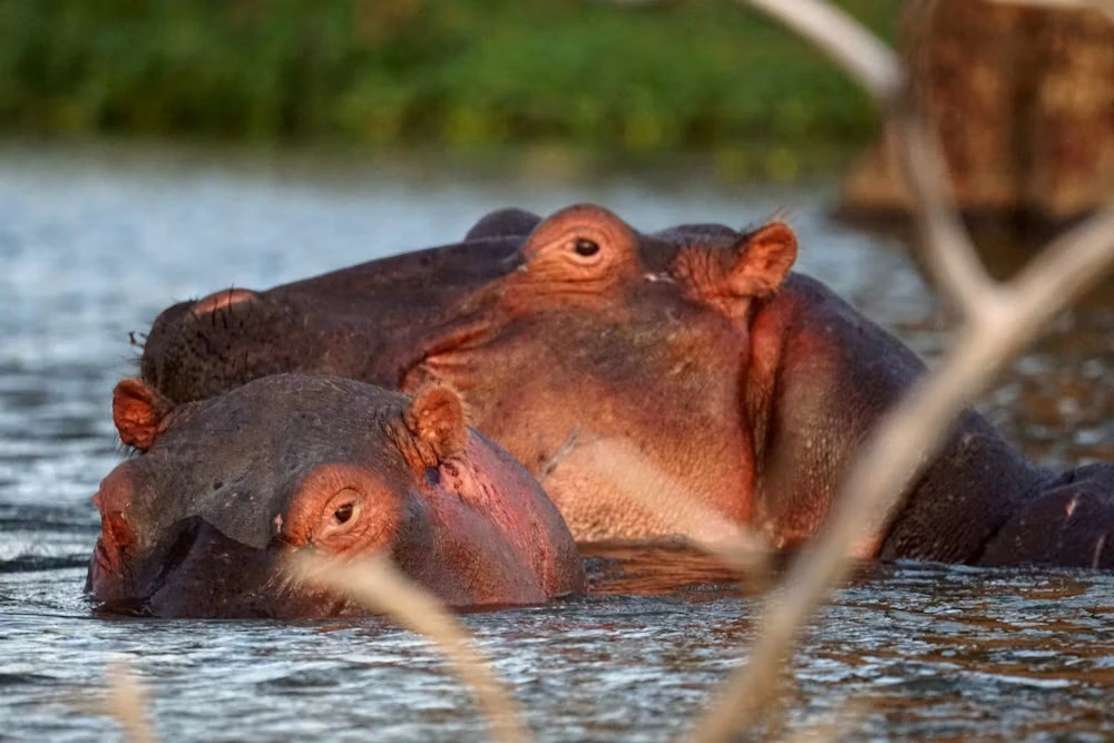 Bird and hippo sighting at Lake Naivasha imgi 85 photo 1679559429194 7fcc01396023