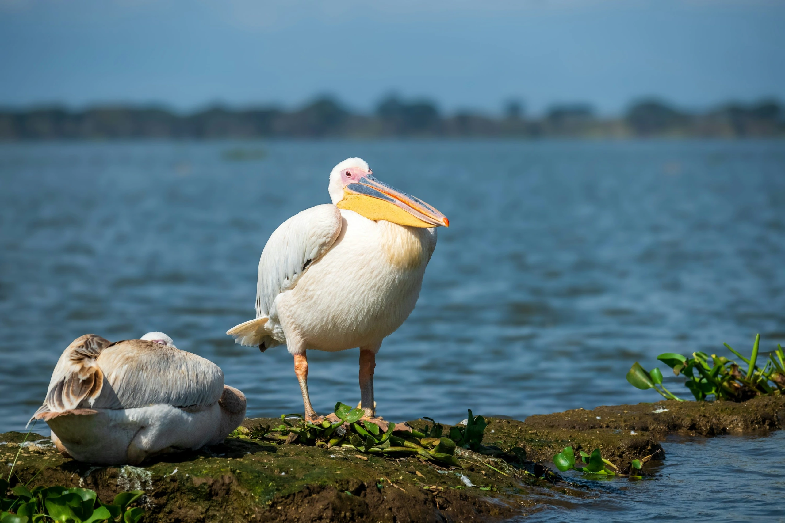 Bird and hippo sighting at Lake Naivasha imgi 22 photo 1736763373898 e7ca8799d9d8