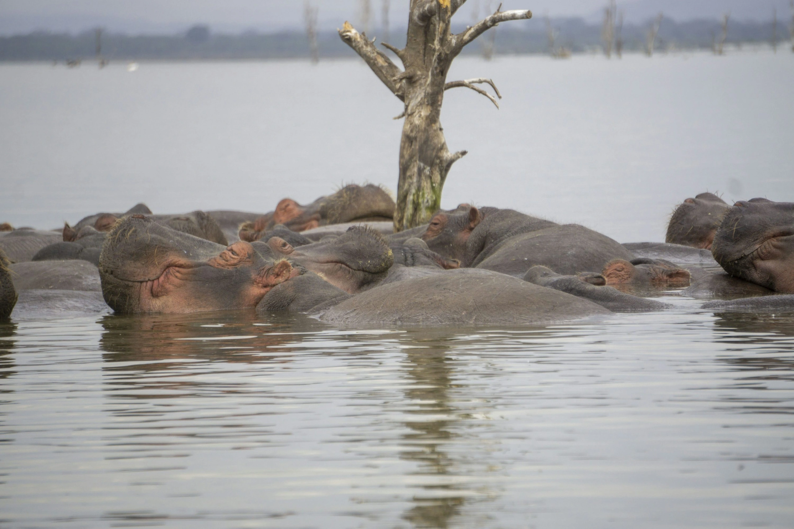 1 Day Hell’s Gate and Lake Naivasha Adventure