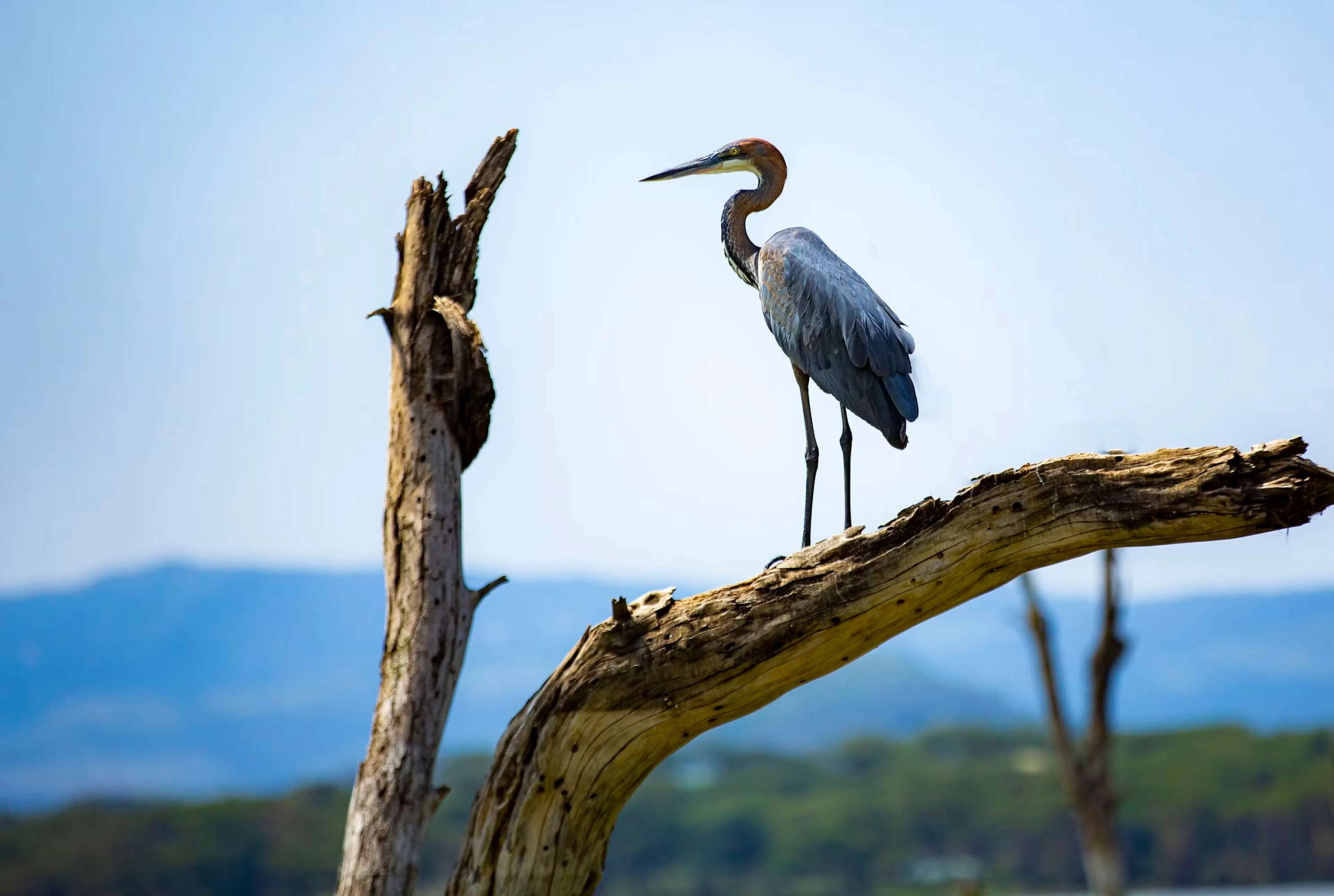 Bird and hippo sighting at Lake Naivasha imgi 7 photo 1691221890379 b9e028f3aada