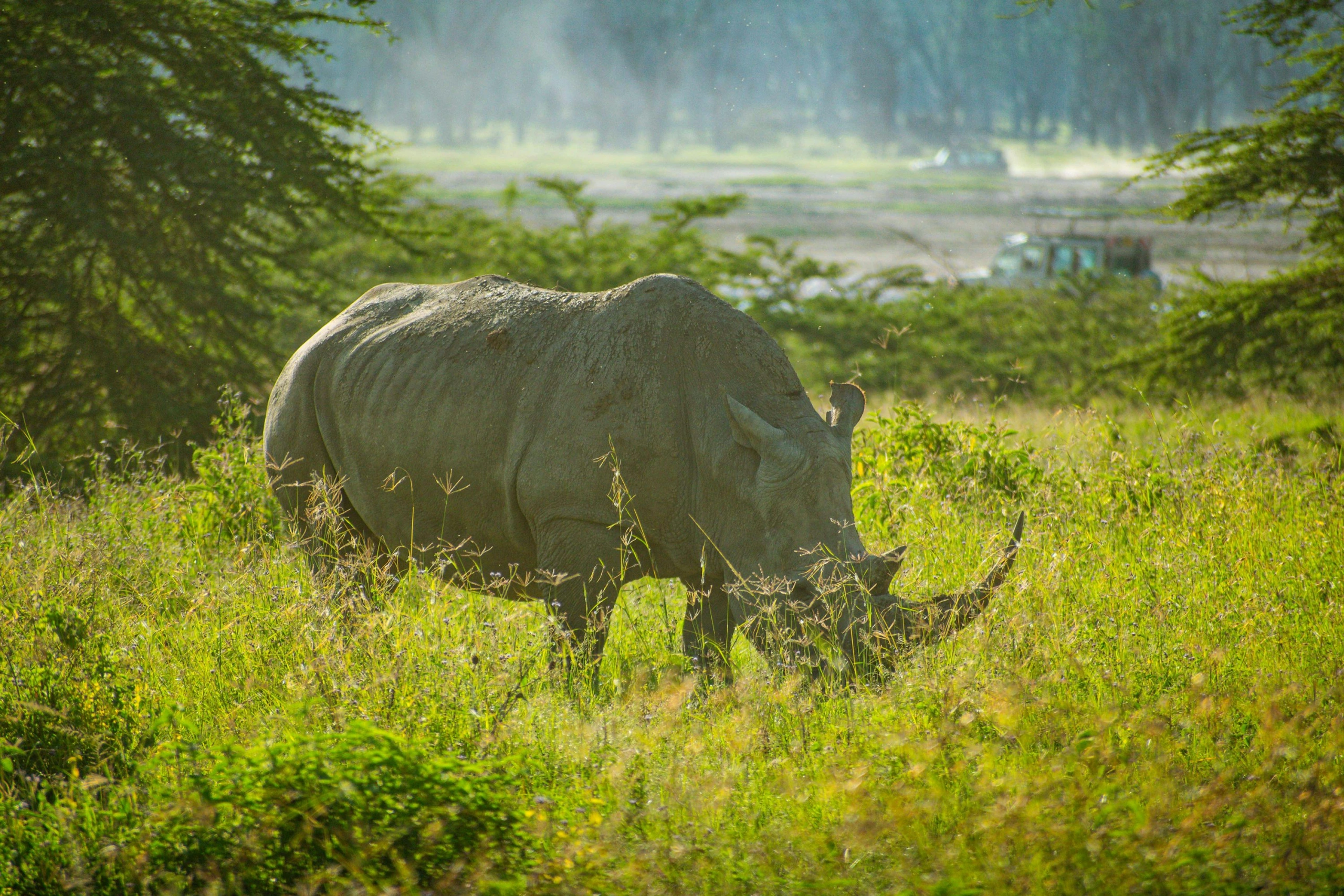 Wildlife sighting at Lake Nakuru National Park imgi 12 photo 1706394212115 b52f2d77ddee