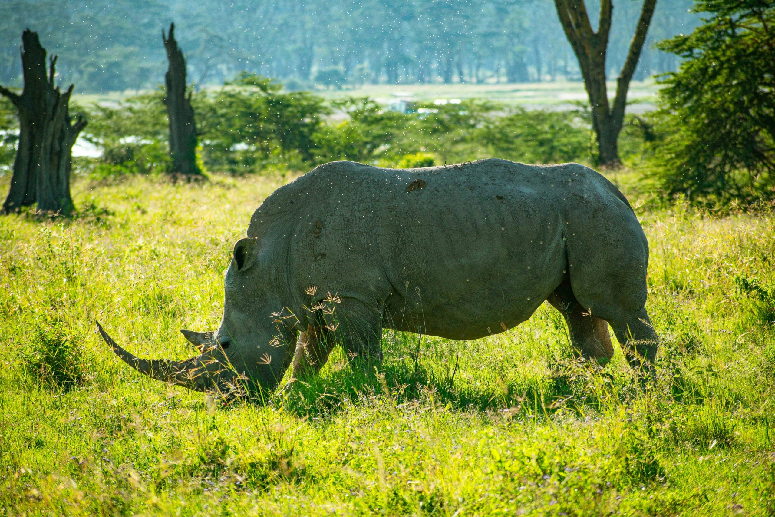 Wildlife sighting at Lake Nakuru National Park imgi 21 photo 1706394212062 16b231f61987