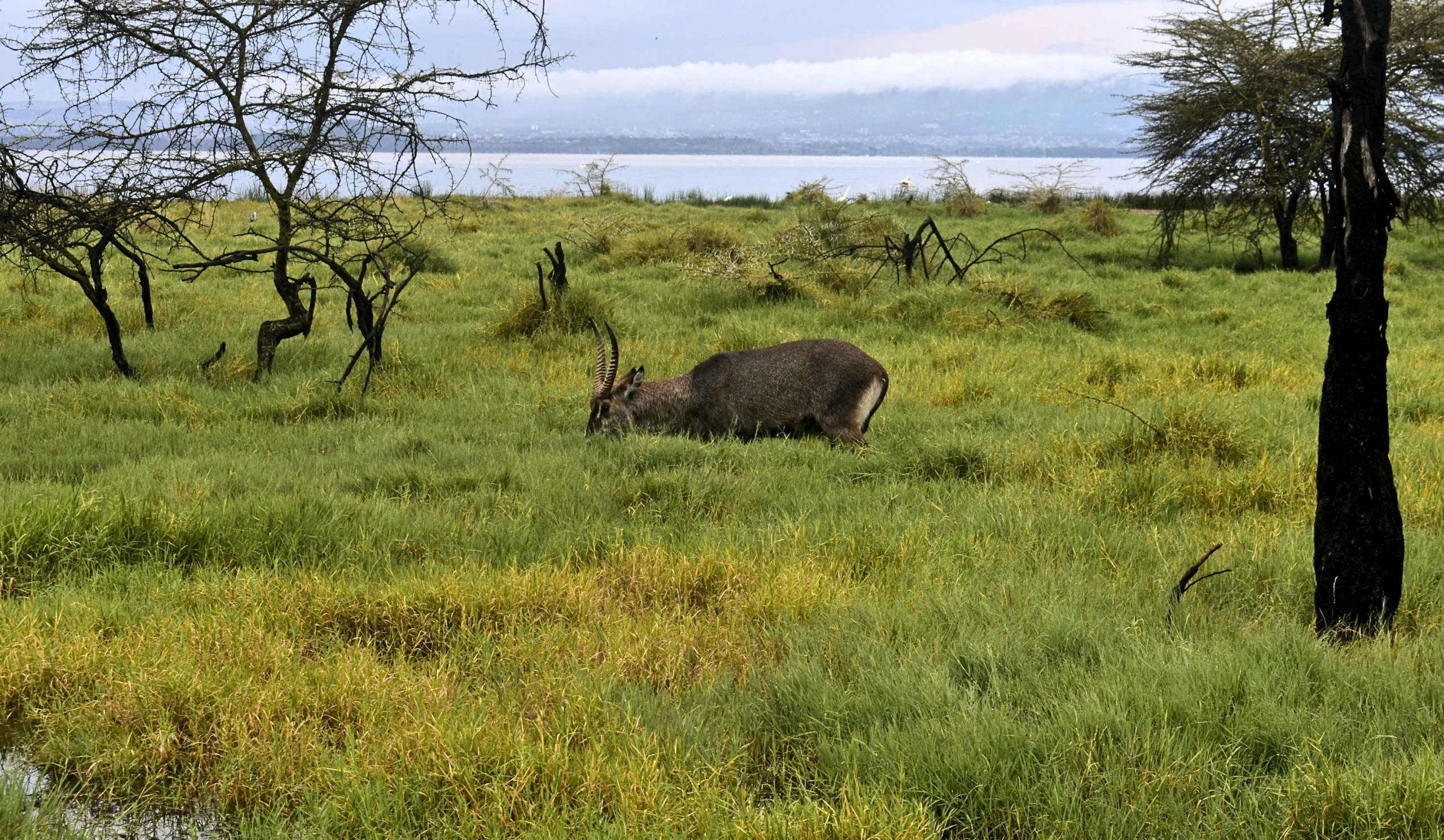 1 Day Lake Nakuru Private Wildlife Safari