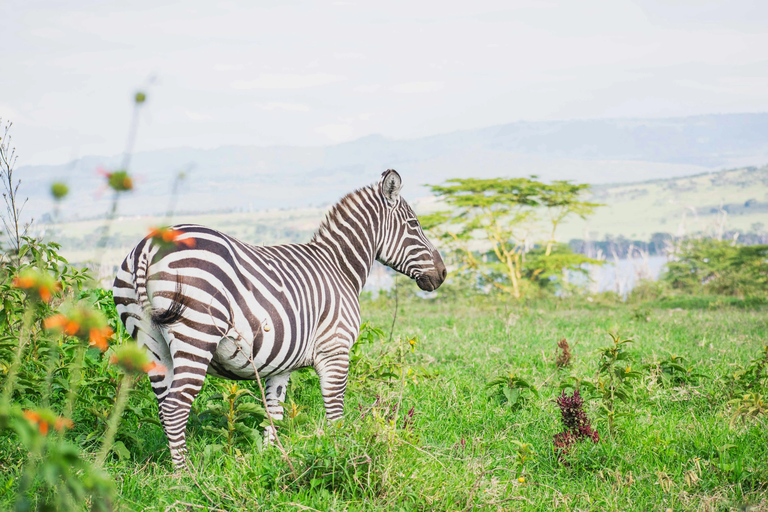Wildlife sighting at Lake Nakuru National Park imgi 7 photo 1706393171476 e107ef2b5598