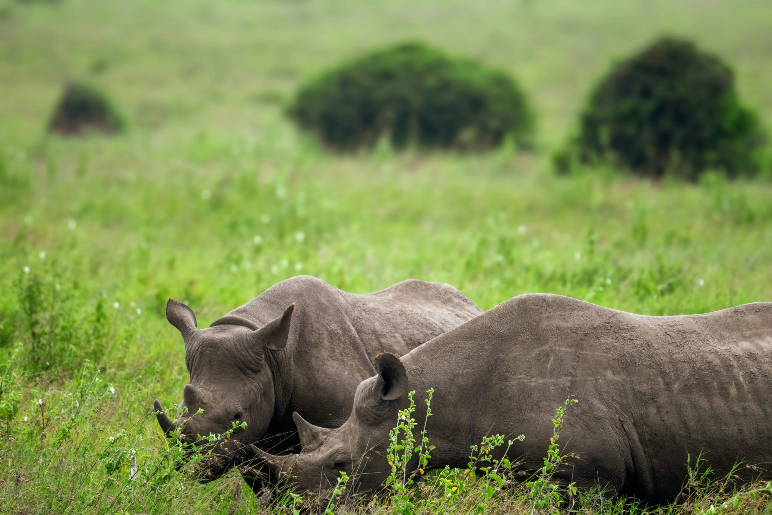 Wildlife spotting at Nairobi National Park imgi 28 photo 1736680838583 440e1766cde7