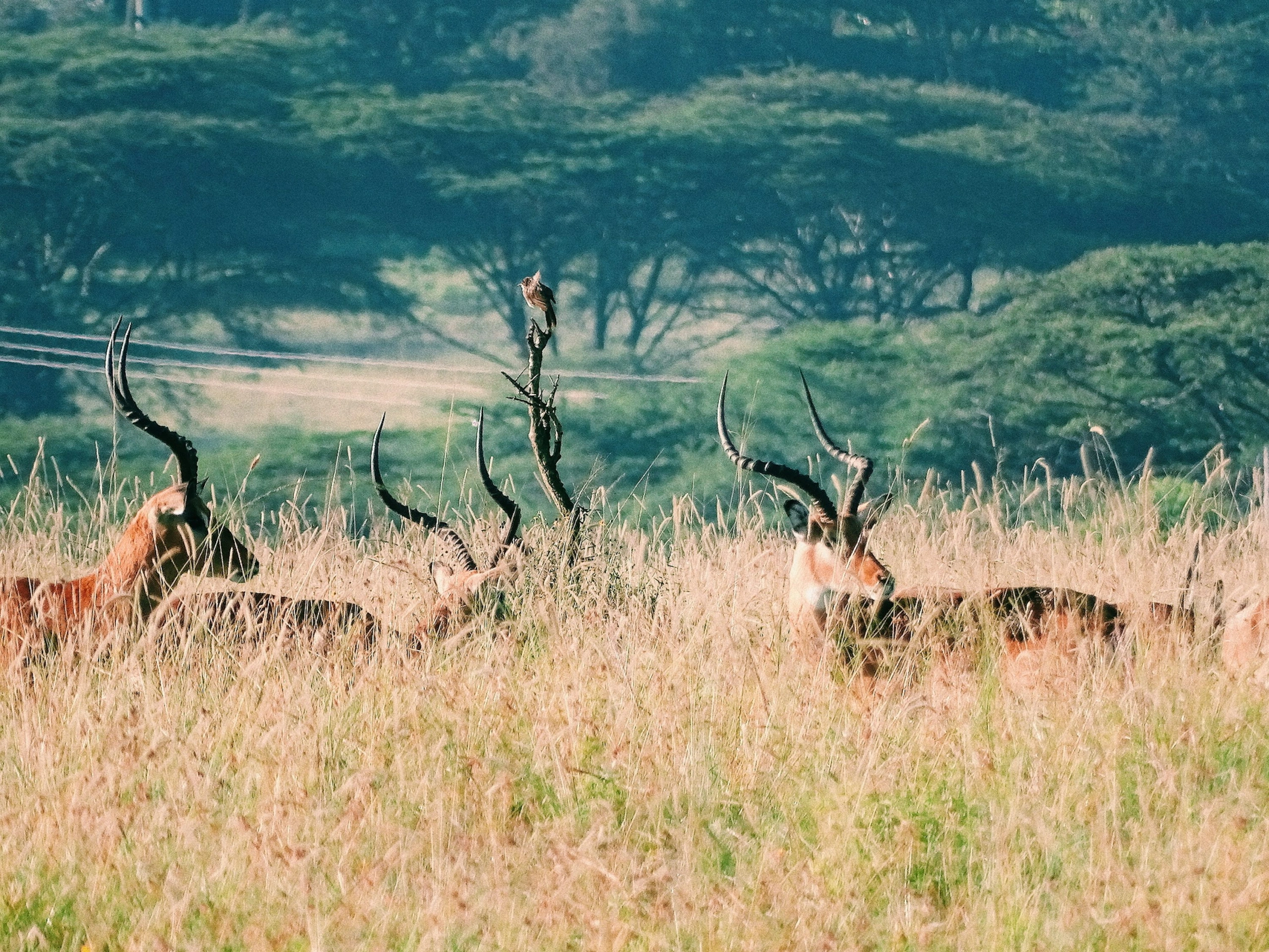 Wildlife spotting at Nairobi National Park imgi 11 photo 1611519847235 d4794ac1ee2b