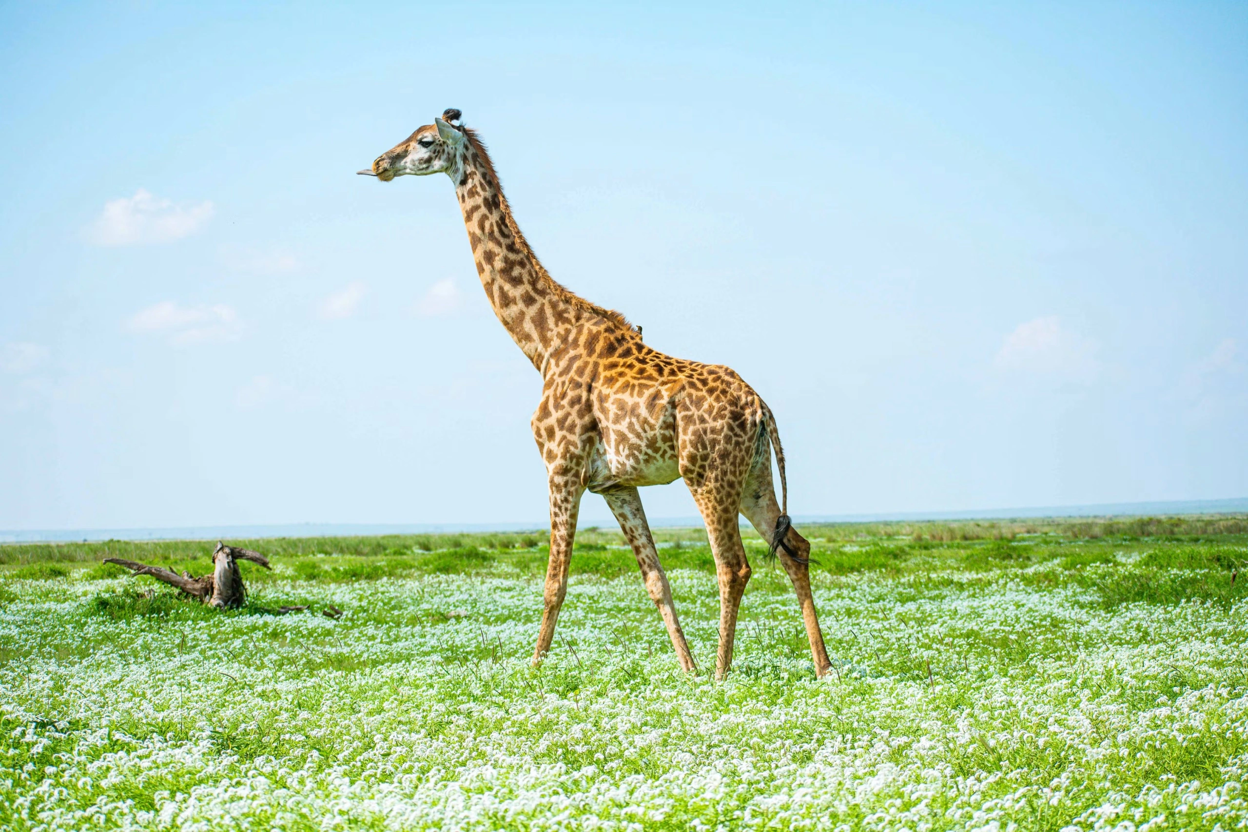10 Day Masai Mara, Amboseli and Diani Bush and Beach Safari
