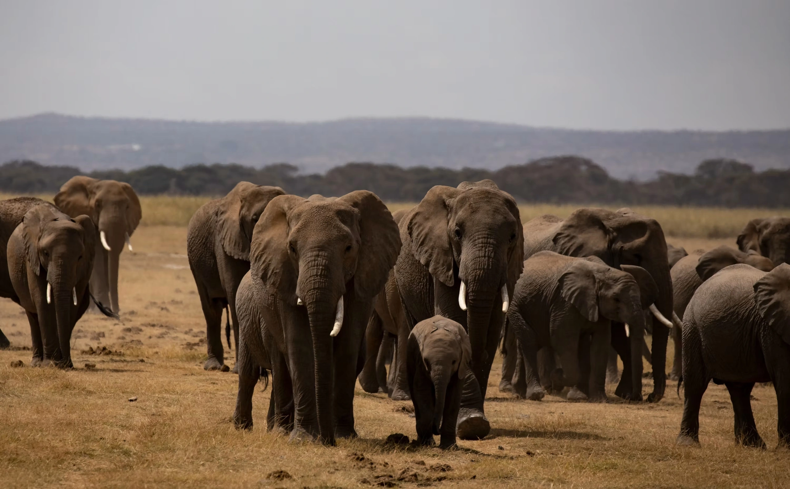 Wildlife spotting at Amboseli National park imgi 24 photo 1633247487674 e1e9b44d5d93