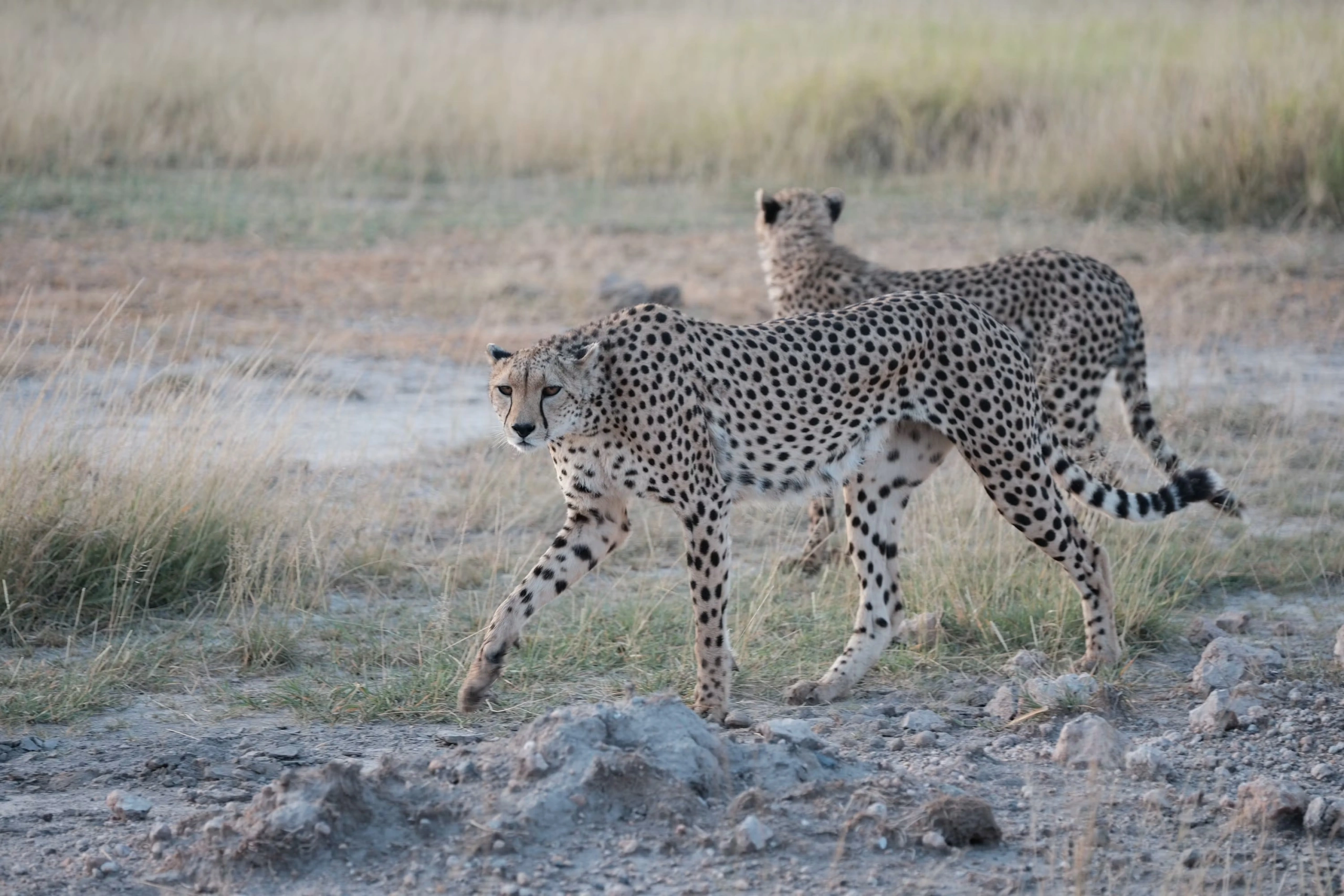 Planning a Kenya safari with Esperanza Tourism