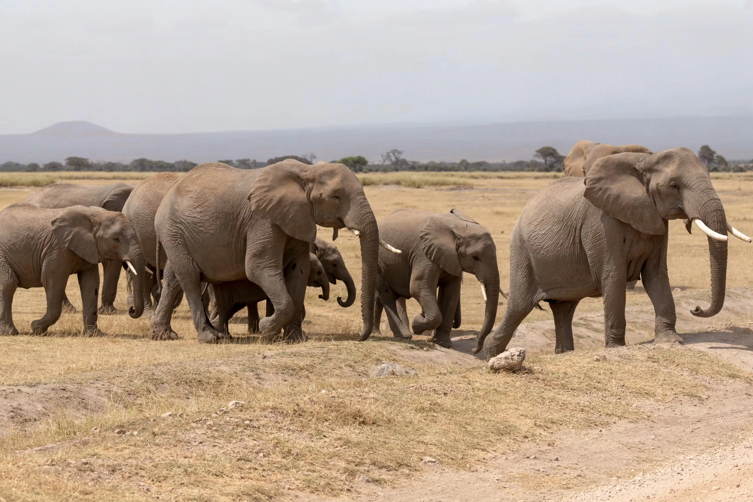 7 Day Kenya Family Safari with Amboseli, Lakes and Masai Mara
