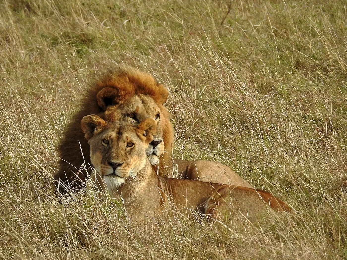 Wildlife sighting at Masaimara National Reserve imgi 278 photo 1639221328493 f00c07470c44