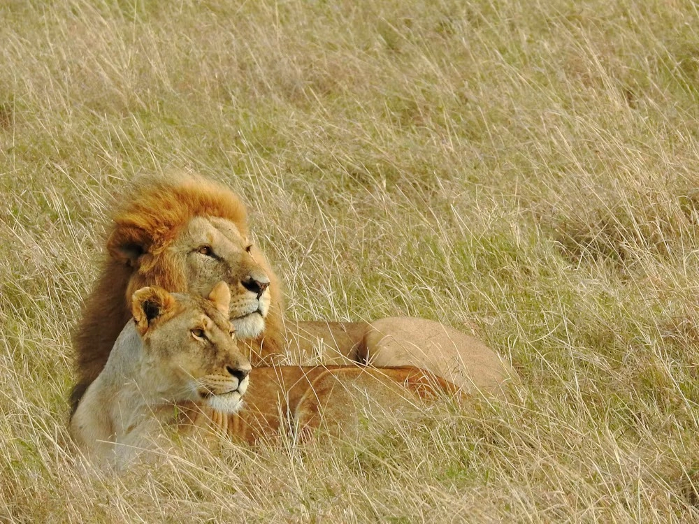 6 Day Amboseli, Naivasha and Masai Mara Family Safari