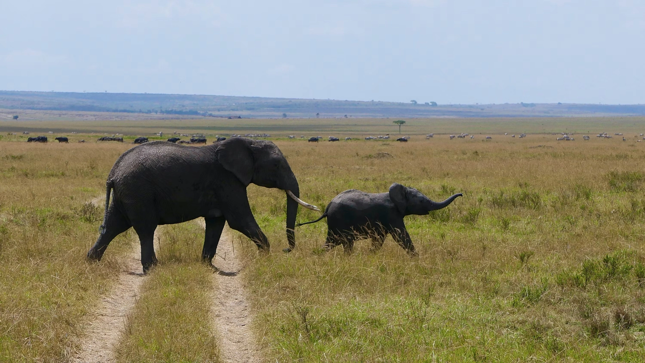 Wildlife sighting at Masaimara National Reserve imgi 25 photo 1704441538677 47816490d9c0