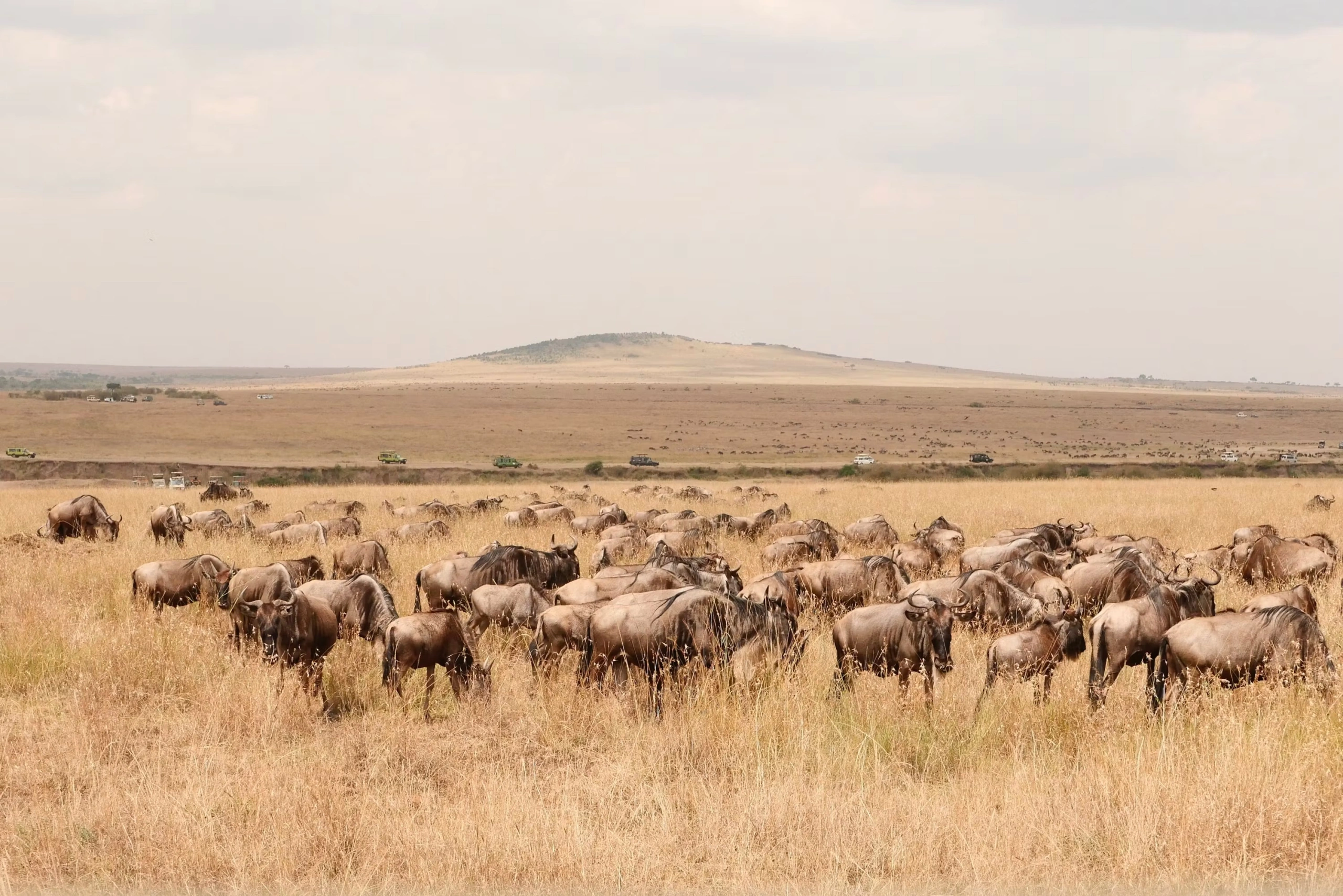 Wildlife sighting at Masaimara National Reserve imgi 20 photo 1703538354069 2d5693331330