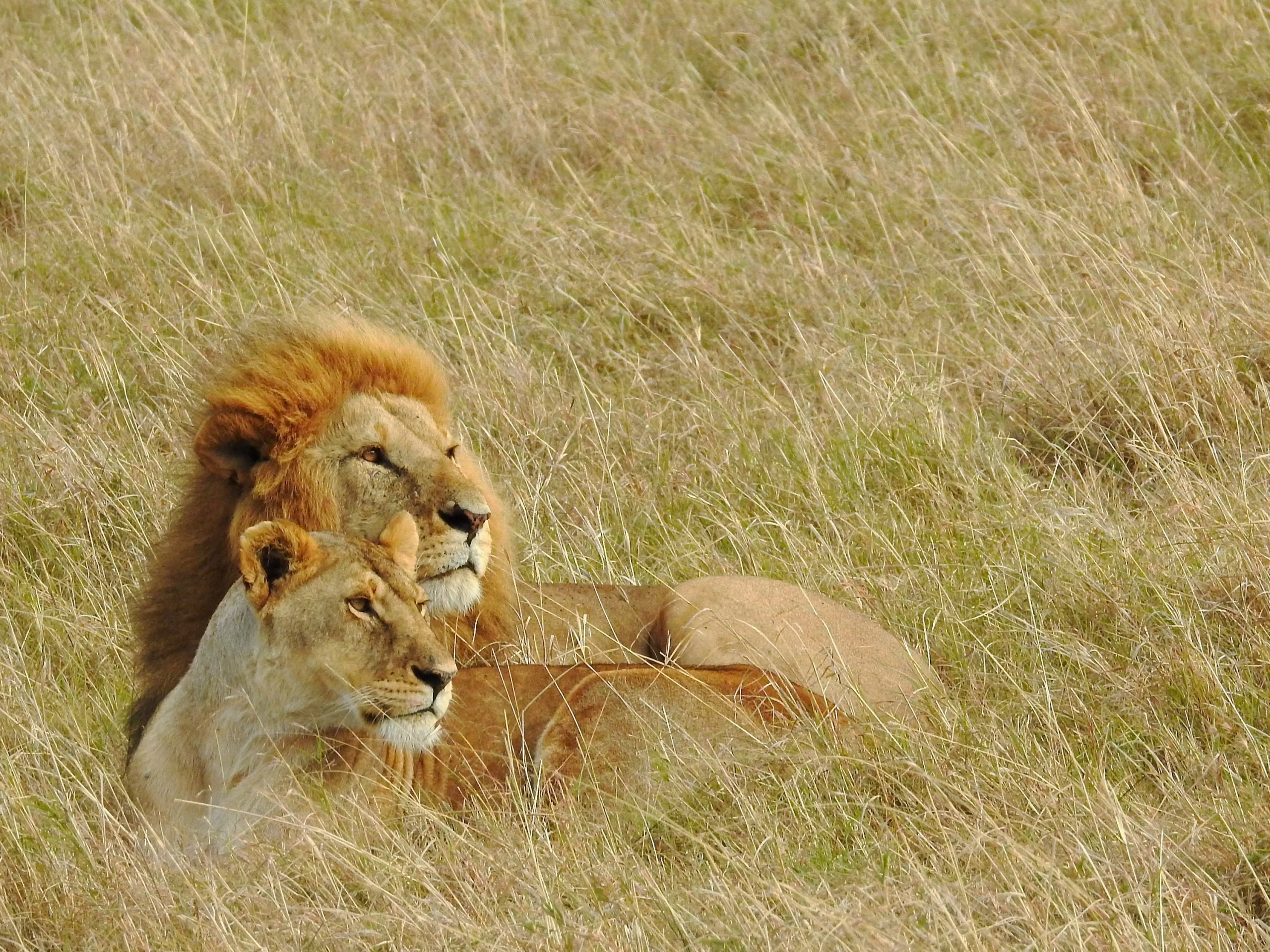 12 Day Kenya Wildlife Circuit and Watamu Beach Holiday