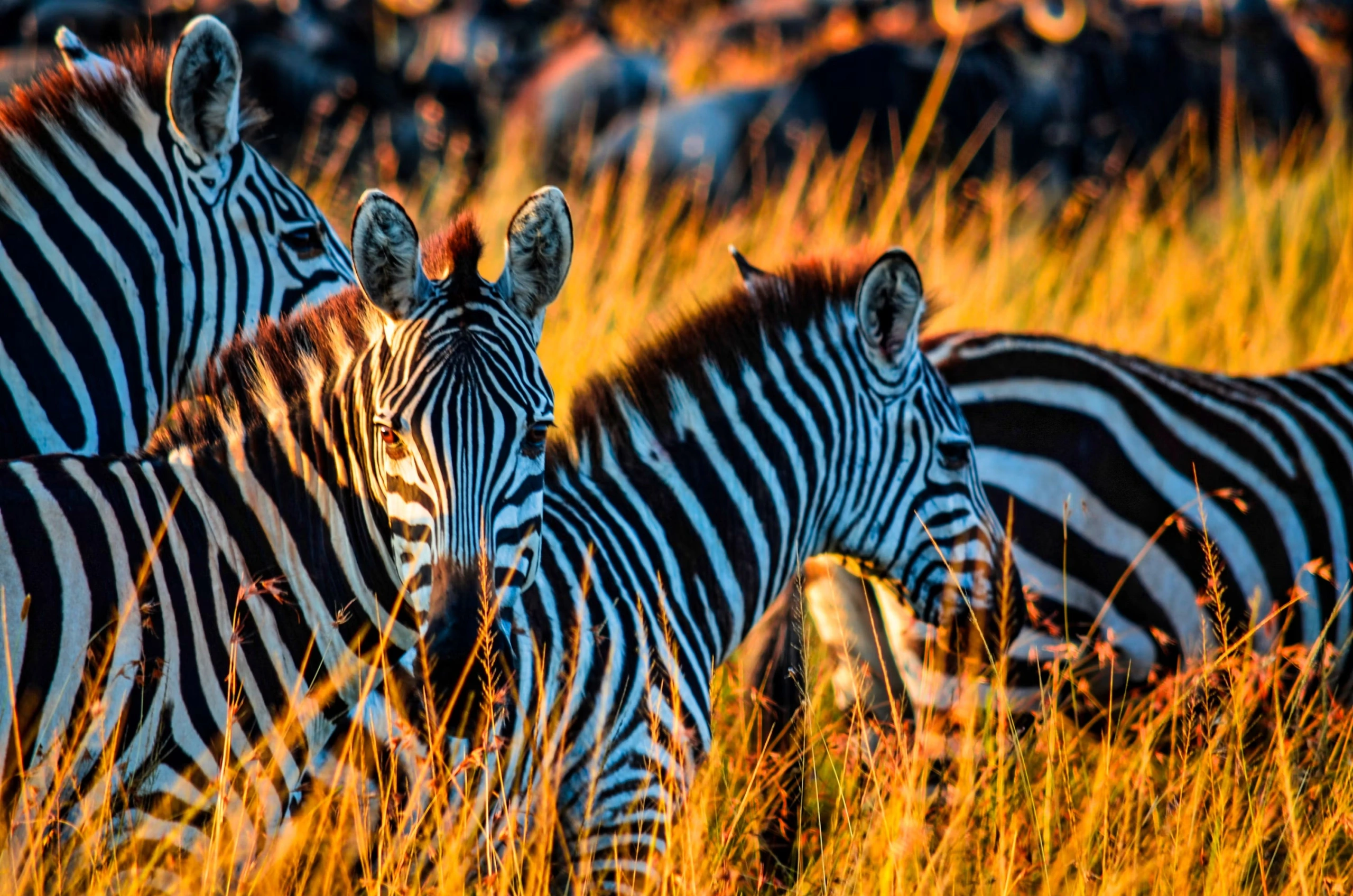 3-Day Masai Mara Private Safari from Nairobi