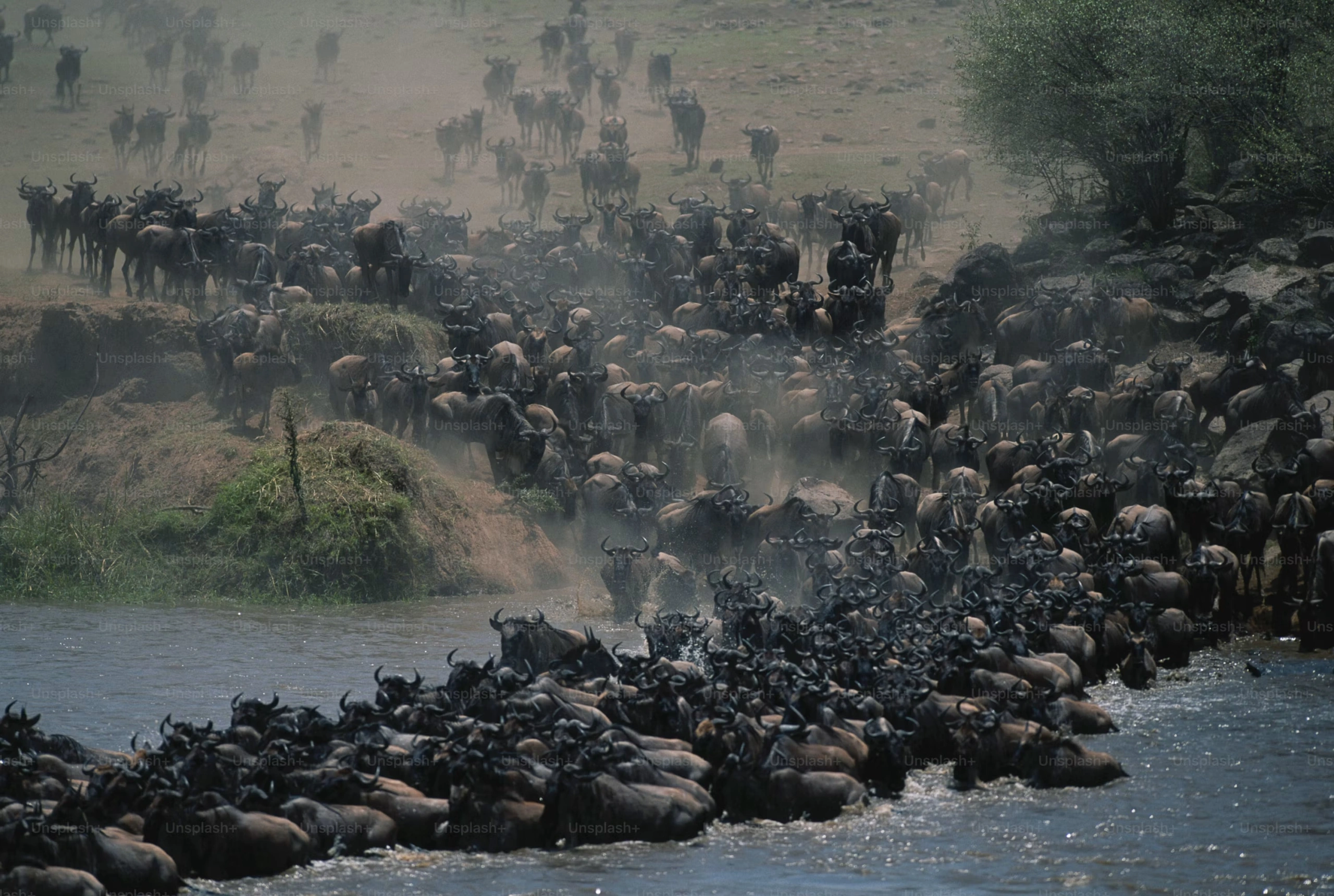 Wildlife sighting at Masaimara National Reserve imgi 7 premium photo 1664302652203 238526cd24fe