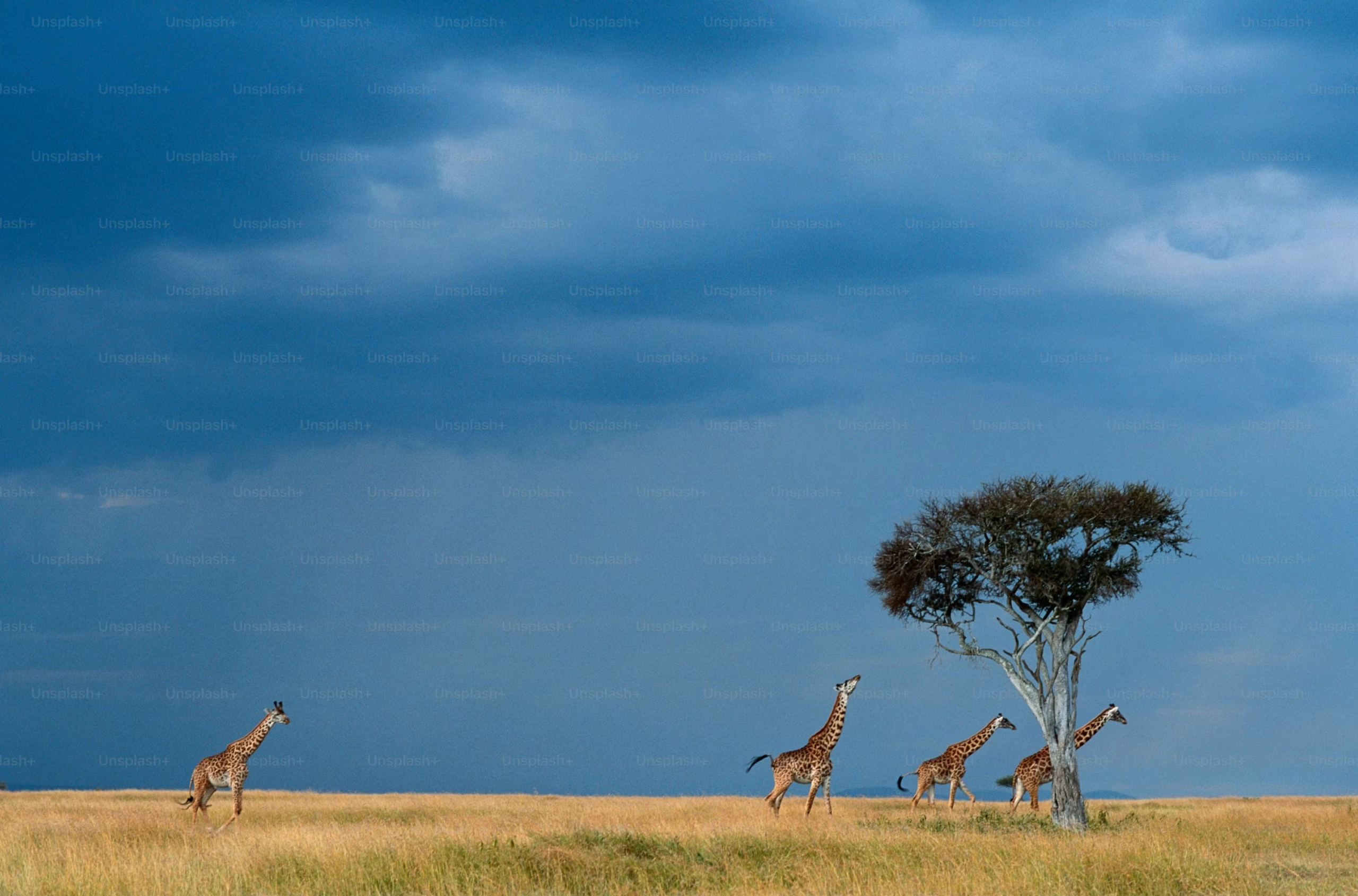 4 Day Masai Mara and Lake Nakuru Family Safari
