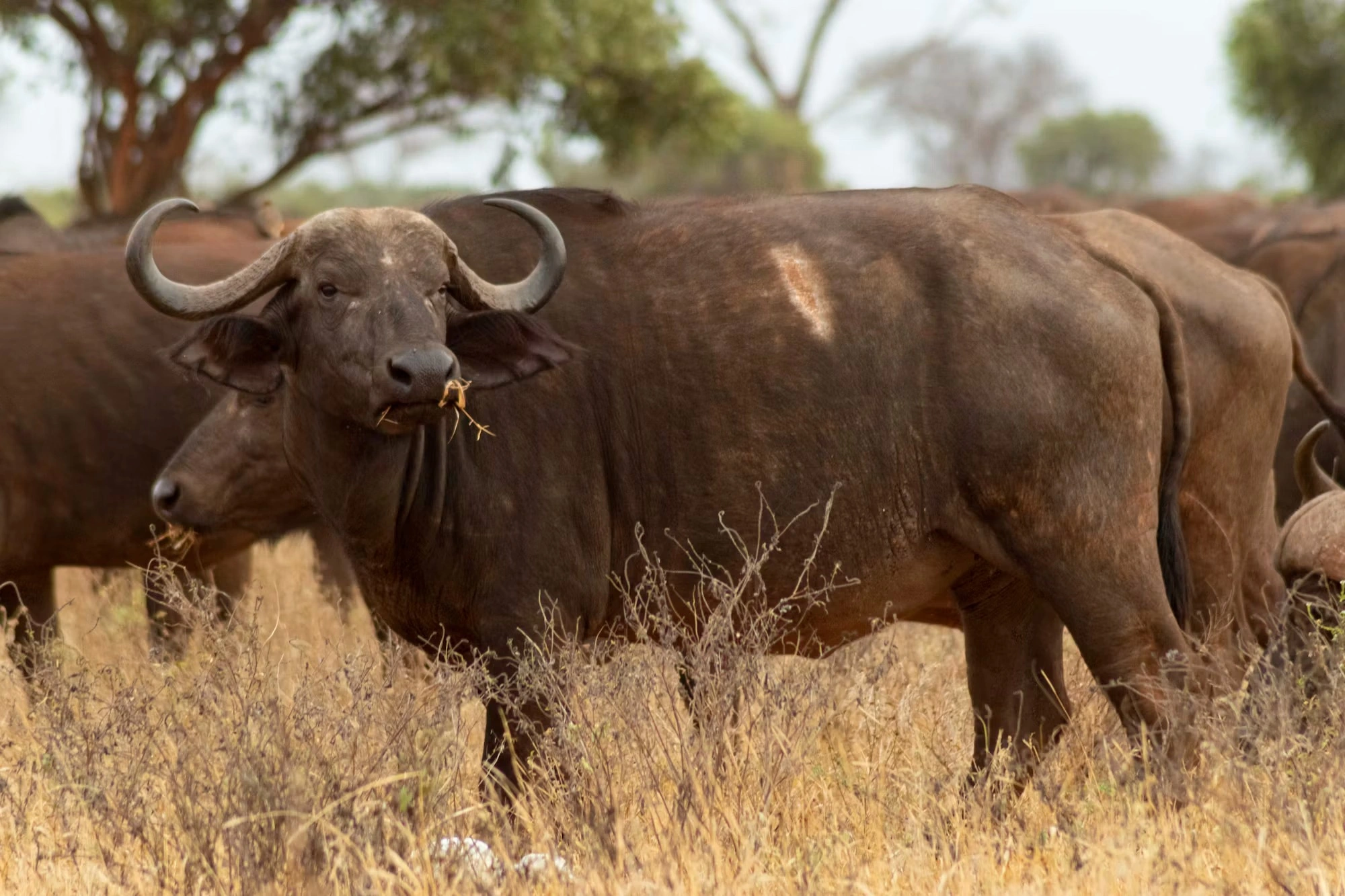 Wildlife sighting at Tsavo East National Park imgi 95 photo 1644325509085 532b0a7d0fc1