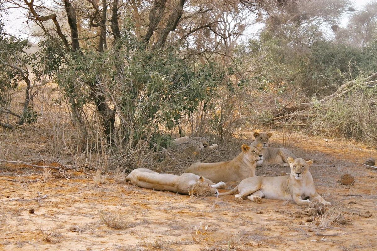 Tsavo East National Park