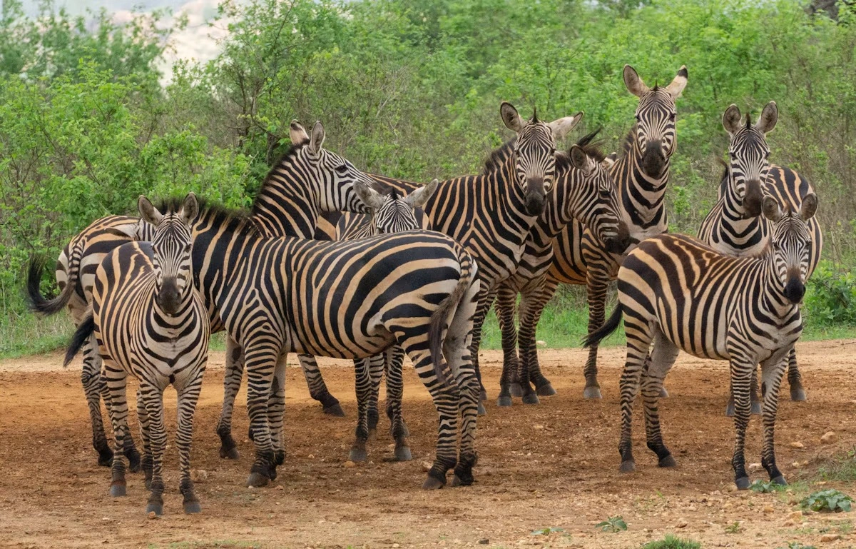 Tsavo West National Park