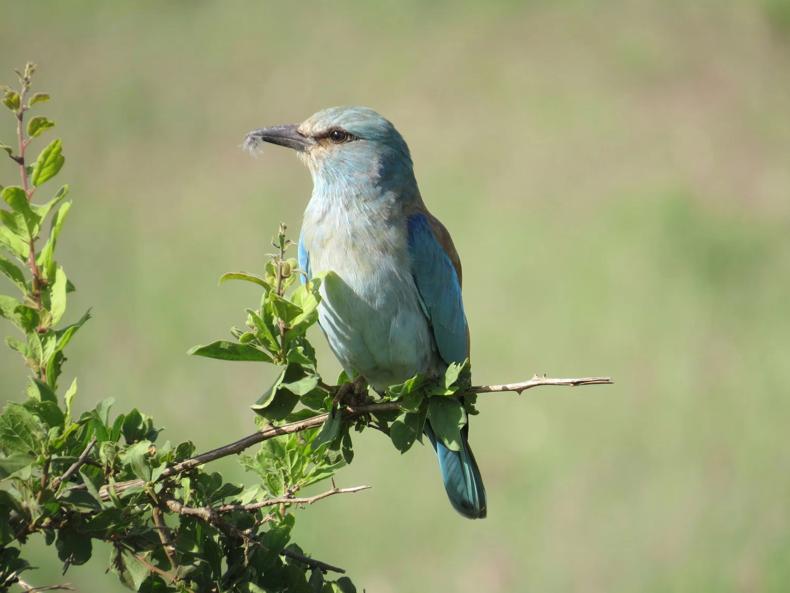 Wildlife sighting at Tsavo West National Park imgi 10 photo 1623654693452 cff27a3ec63b