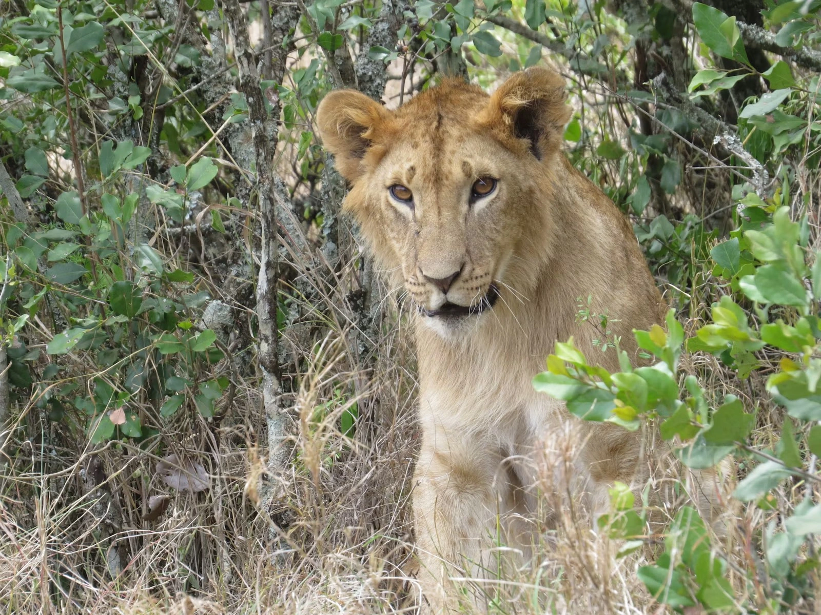 Wildlife spotting at Olpejeta Conservancy imgi 324 photo 1643694200656 96bf459fe5dd