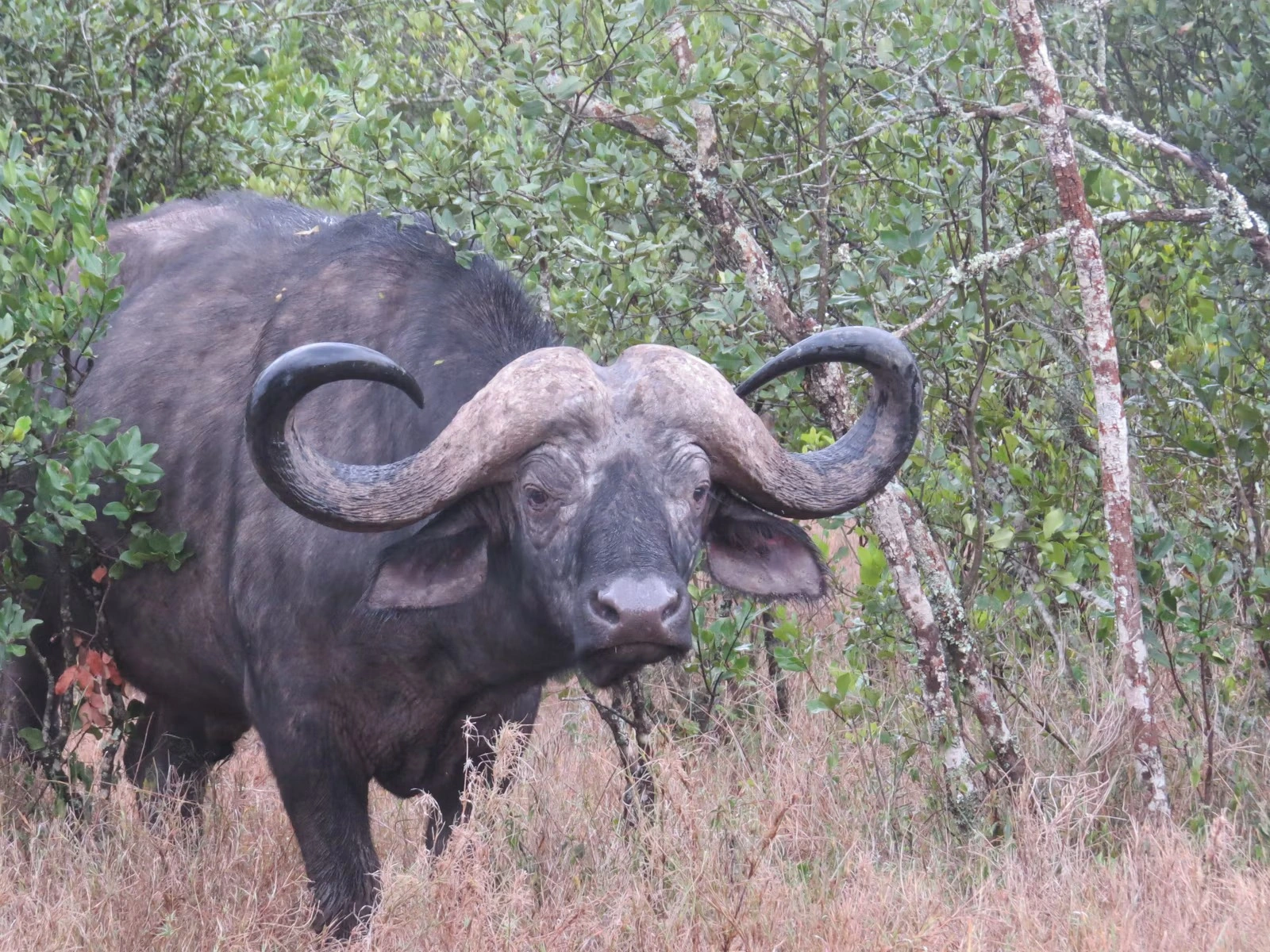 Wildlife spotting at Olpejeta Conservancy imgi 310 photo 1643703532954 0e10afeb8687