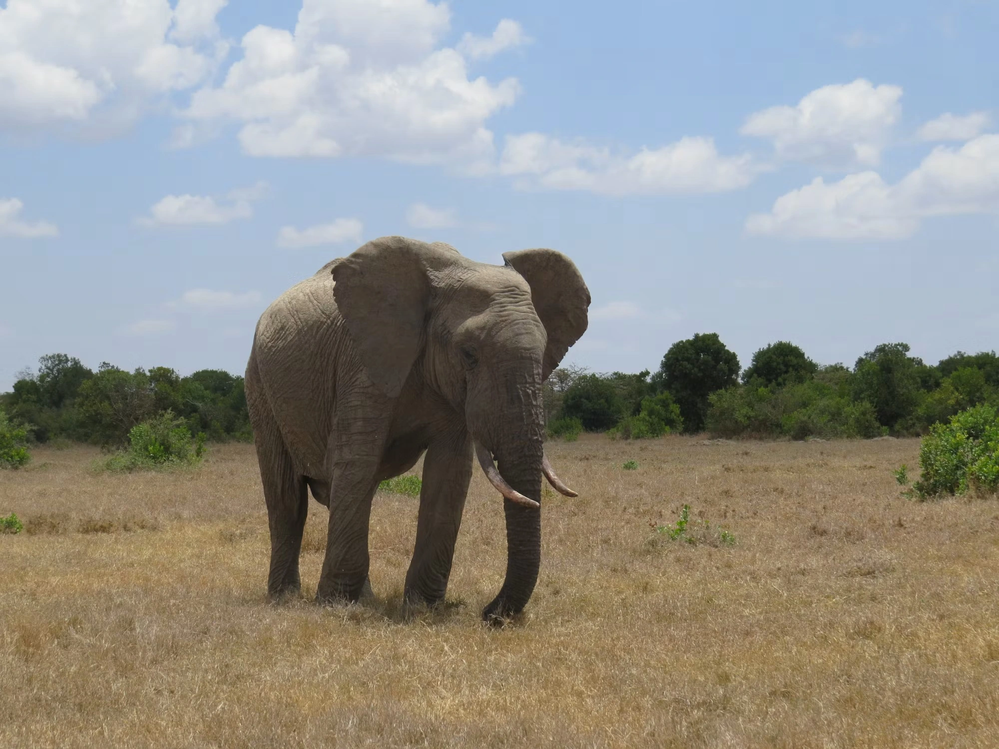 13 Day Kenya Conservation Safari and Watamu Beach Escape