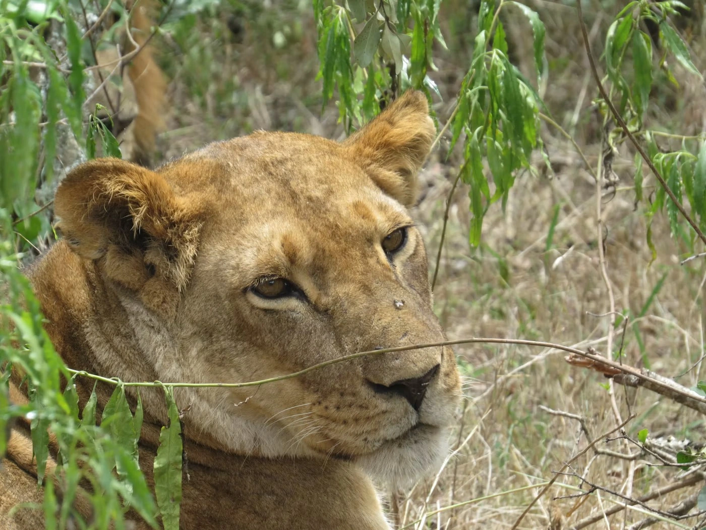1 Day Ol Pejeta Private Conservation Safari