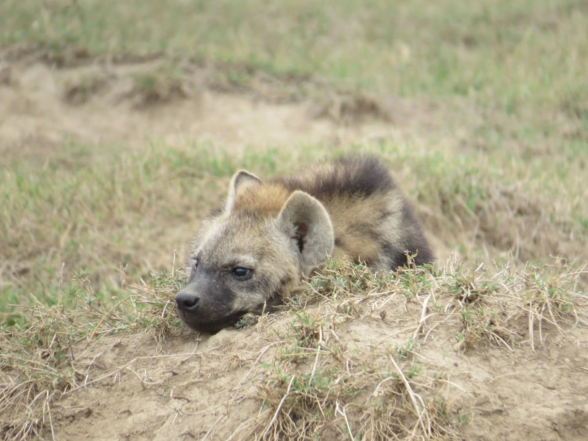 Wildlife spotting at Olpejeta Conservancy imgi 242 photo 1643704179101 b3f19355ee5a