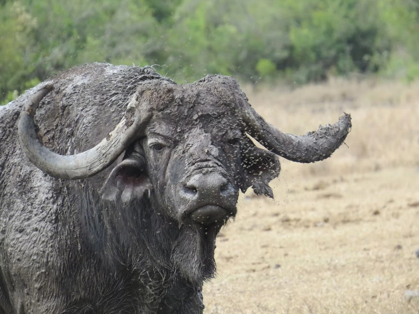 Ol Pejeta Conservancy