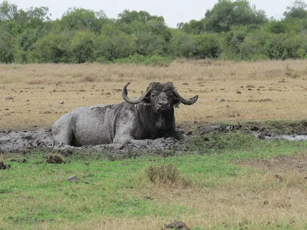 Wildlife spotting at Olpejeta Conservancy imgi 195 photo 1643705103385 4c59d18f318d