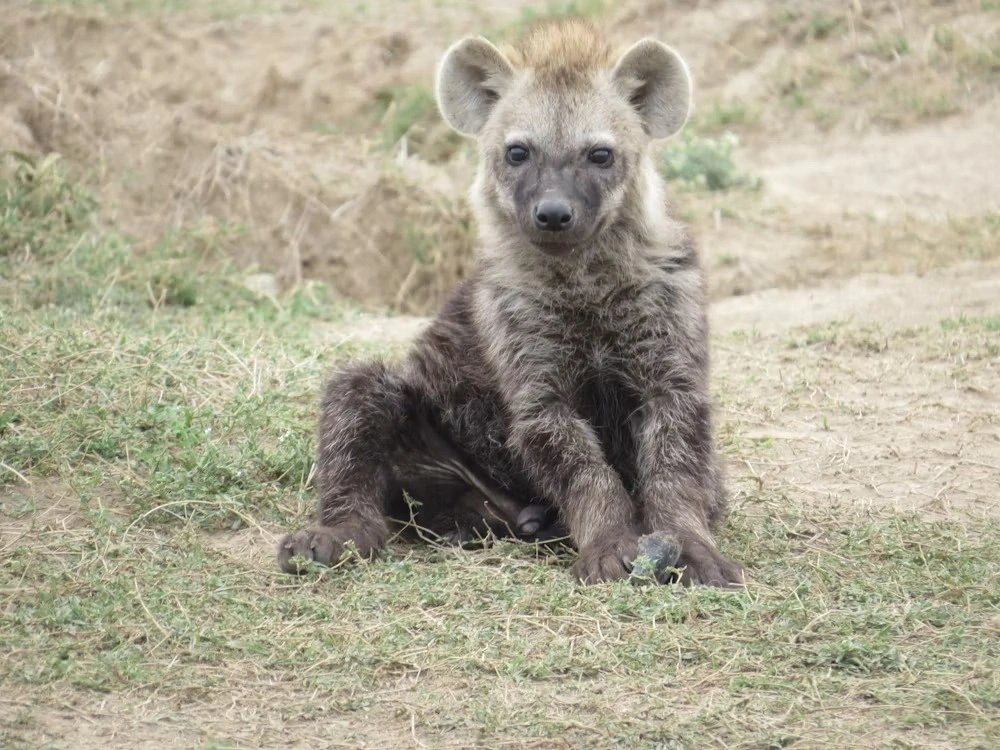 Wildlife spotting at Olpejeta Conservancy imgi 152 photo 1643704277373 040c6bf337e6