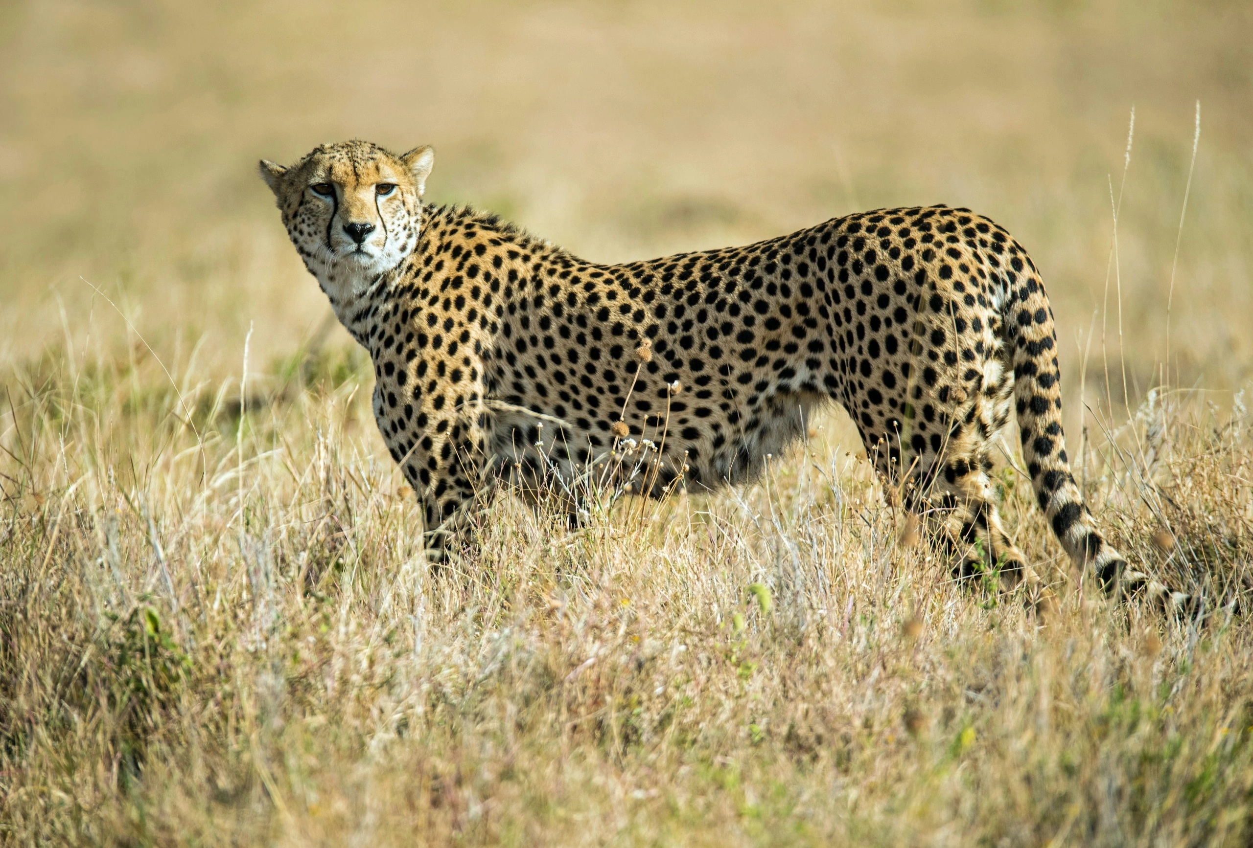 Masai Mara vs Amboseli vs Ol Pejeta: Which Kenya Safari Is Right for You?