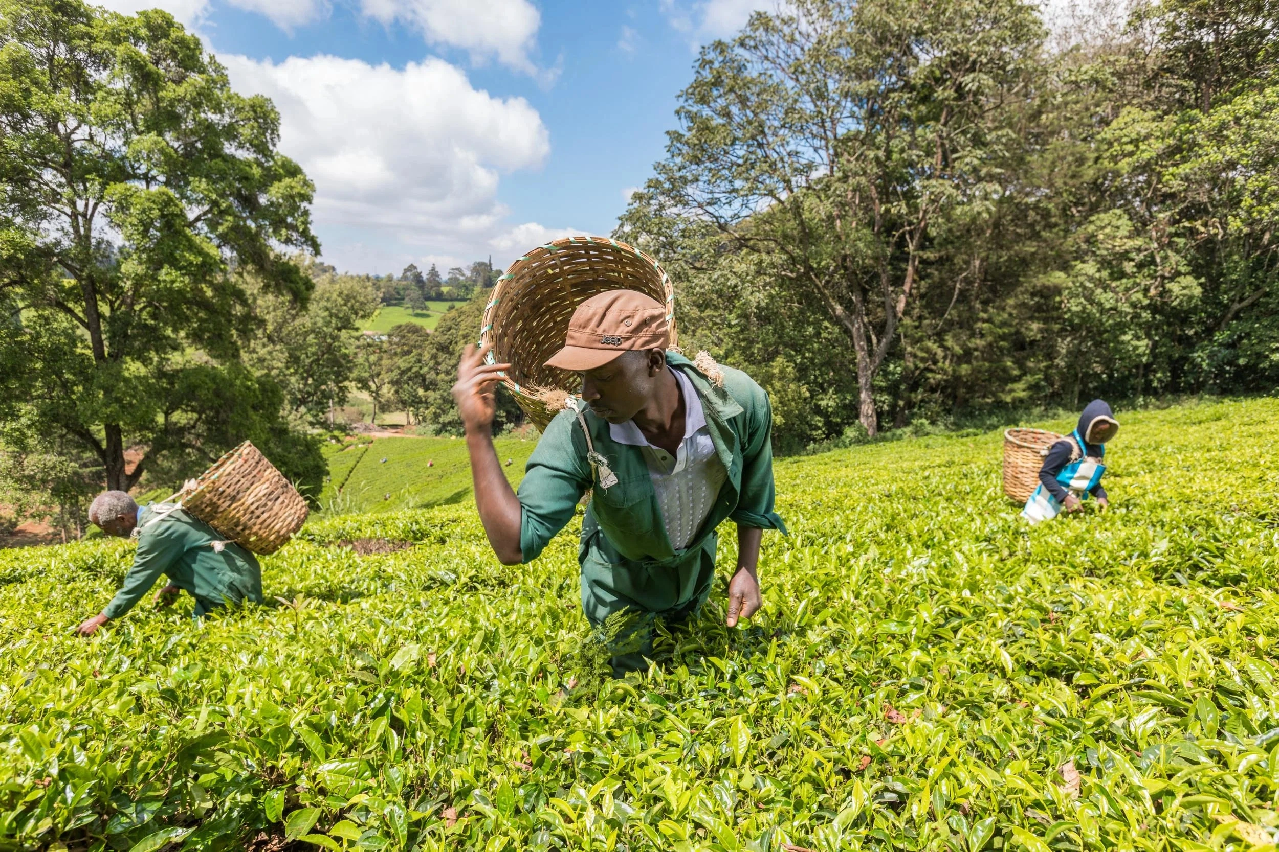 Kiambethu tea farm imgi 20 Kiambethu+Tea+Farm+ 119